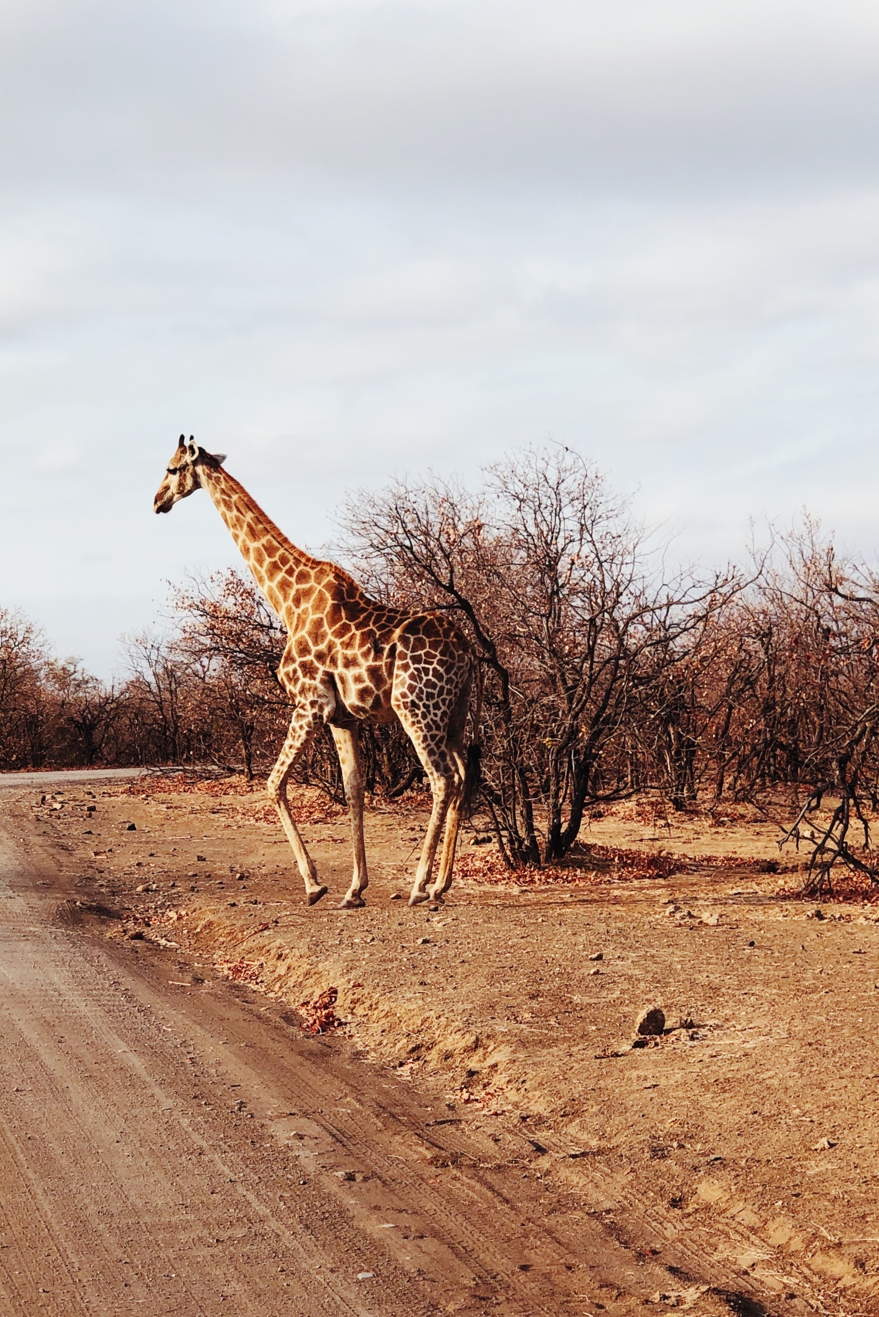 Afrique - girafe
