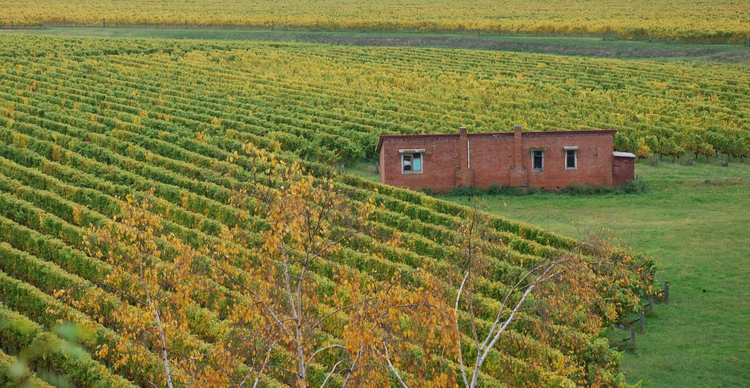 Activités à Napier : découvrir les vignobles à Hawke's Bay
