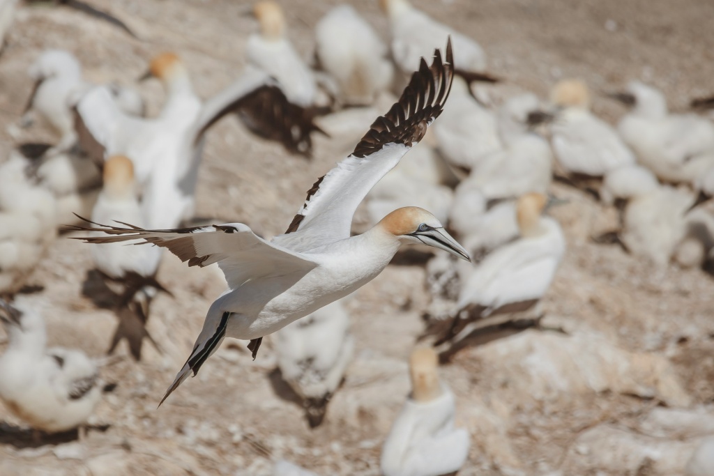 Activités à Napier en Nouvelle-Zélande : voir la colonie de fous de Bassans au Cape Kidnappers