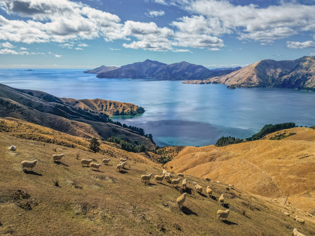 Faire de la randonnée dans les Marlborough Sounds