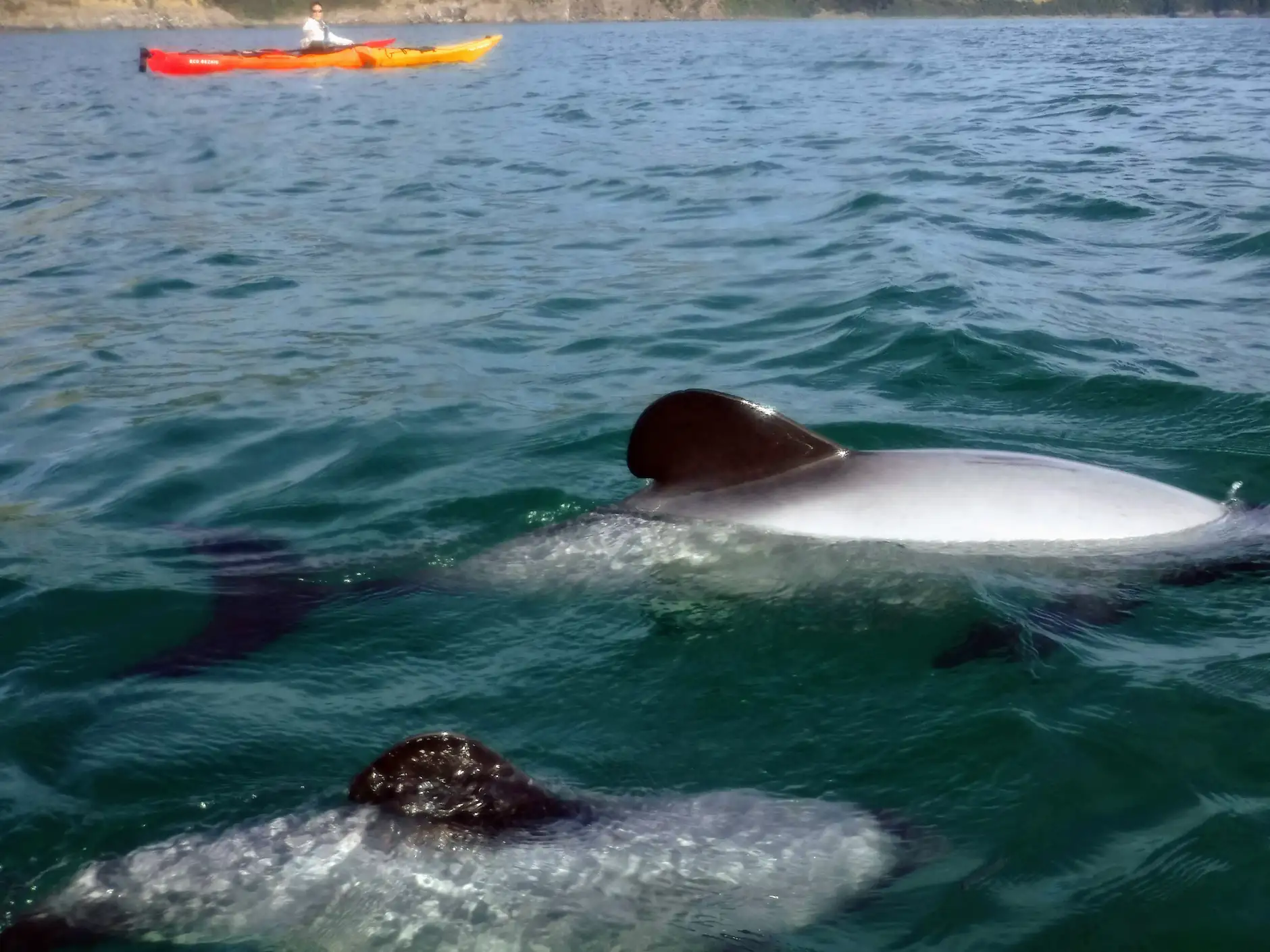 Faire une excursion en kayak de mer dans la réserve marine d'Akaroa