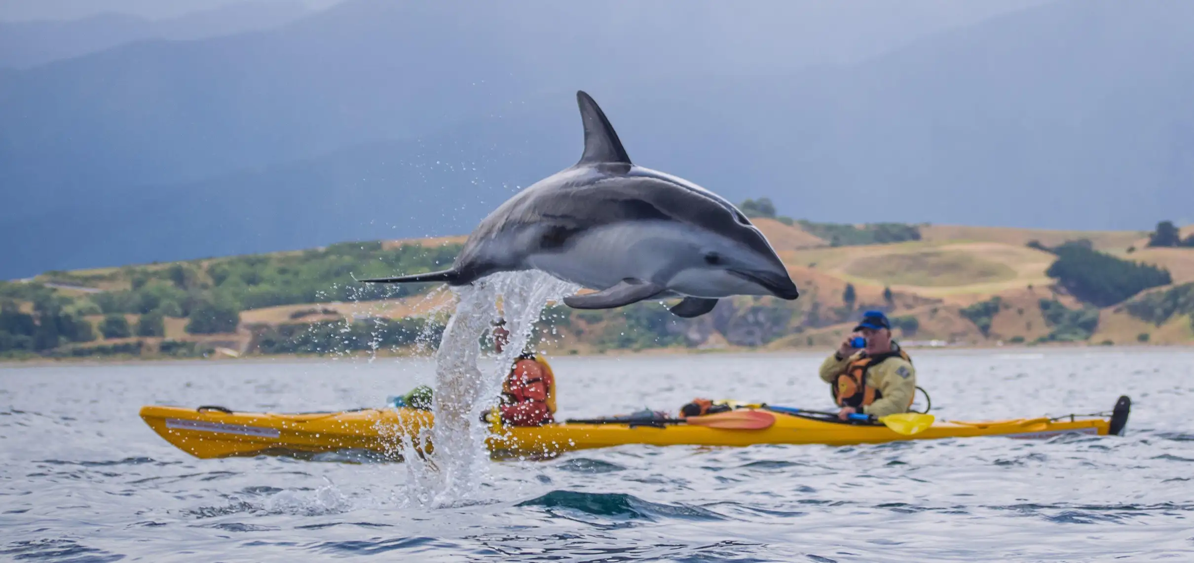 Observer les dauphins en kayak à Kaikoura en Nouvelle-Zélande