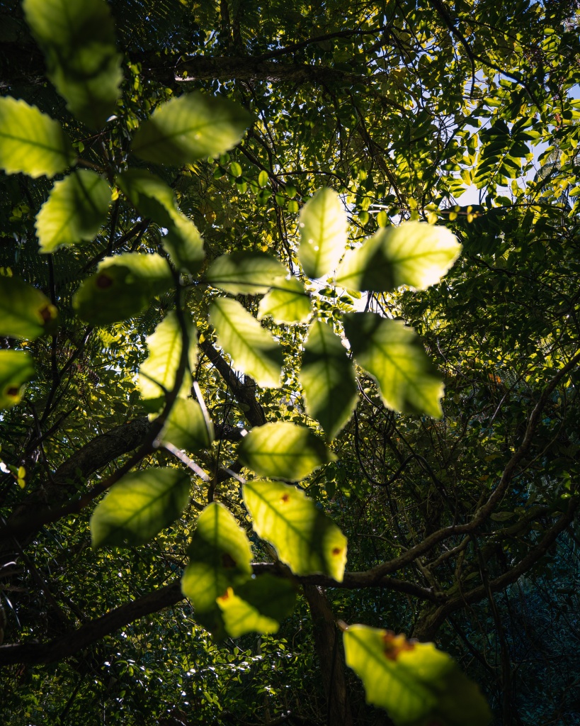 Que faire dans le parc Abel Tasman : faire de la randonnée