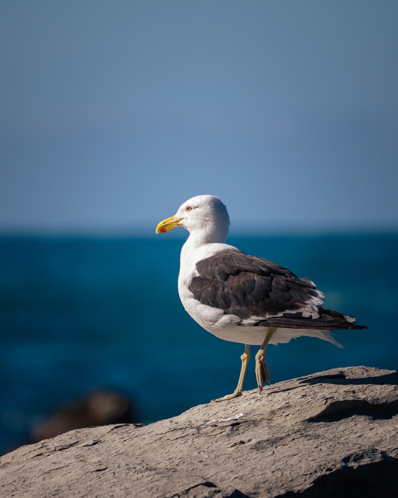 Top des activités à Kaikoura en Nouvelle-Zélande