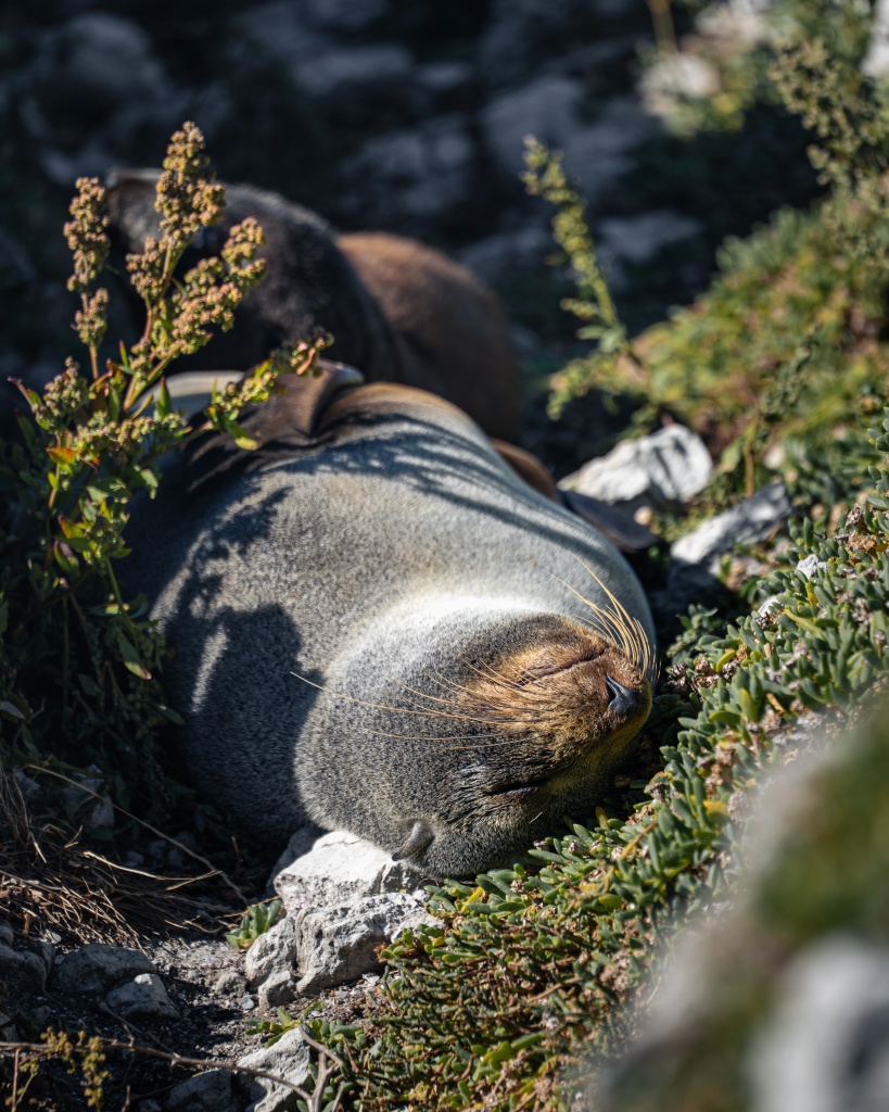 Que faire à Kaikoura : voir la colonie de phoques