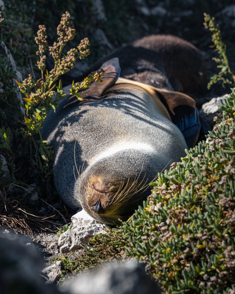 Que faire à Kaikoura : voir les phoques