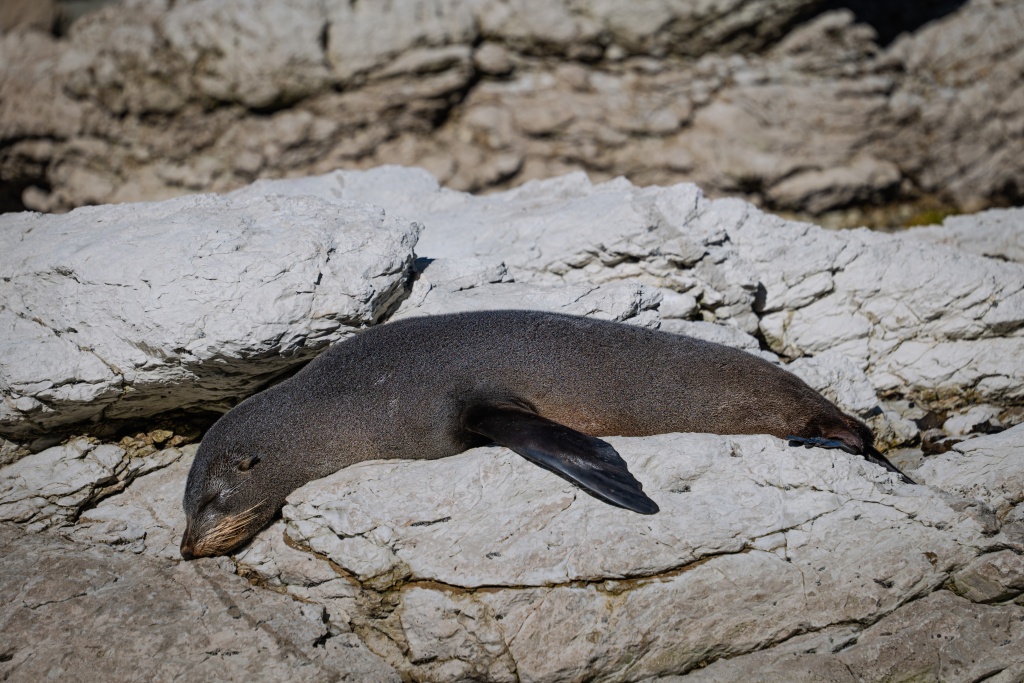 Voir les otaries à Kaikoura en Nouvelle-Zélande