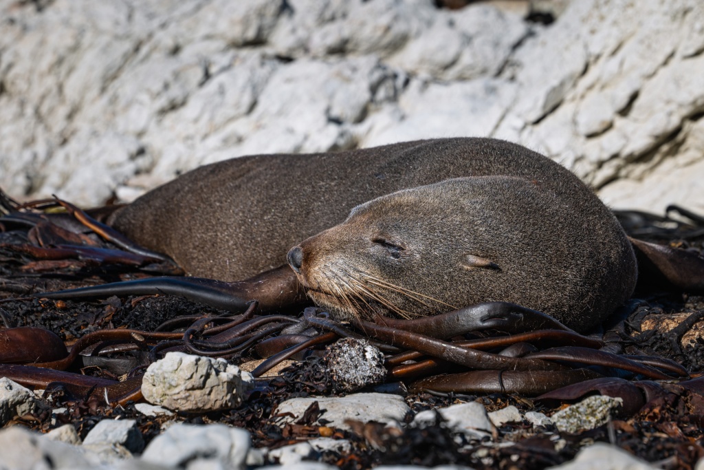 Voir la colonie de phoques à Kaikoura en Nouvelle-Zélande