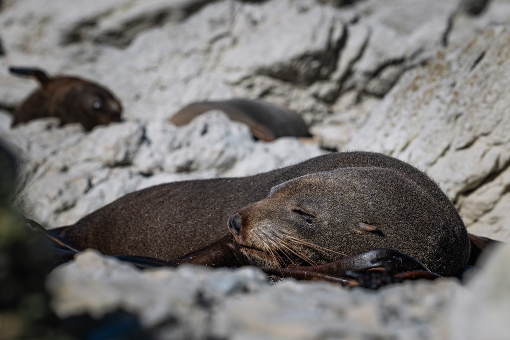Voir les phoques à Kaikoura en Nouvelle-Zélande