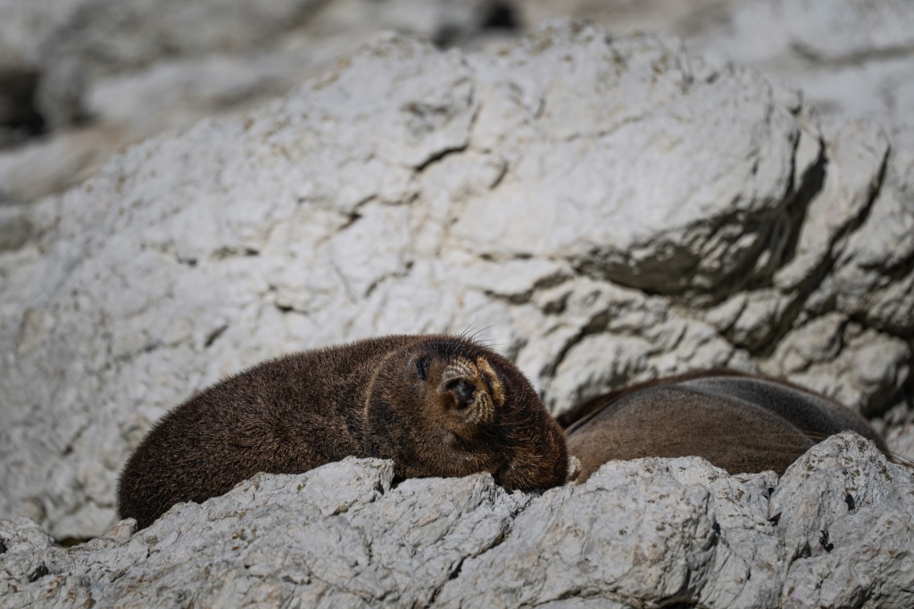 Que faire à Kaikoura : voir les otaries