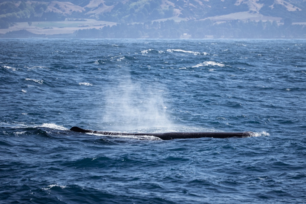 Meilleures compagnies de whale watching à Kaikoura en Nouvelle-Zélande : observation des baleines