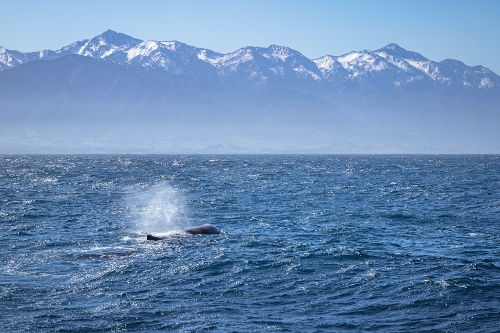 Observation des baleines à Kaikoura en Nouvelle-Zélande