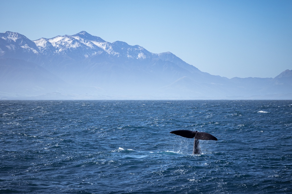 Que faire à Kaikoura : top 5 des activités incontournables