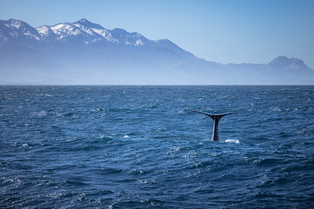 Que faire à Kaikoura en Nouvelle-Zélande : faire du whale watching