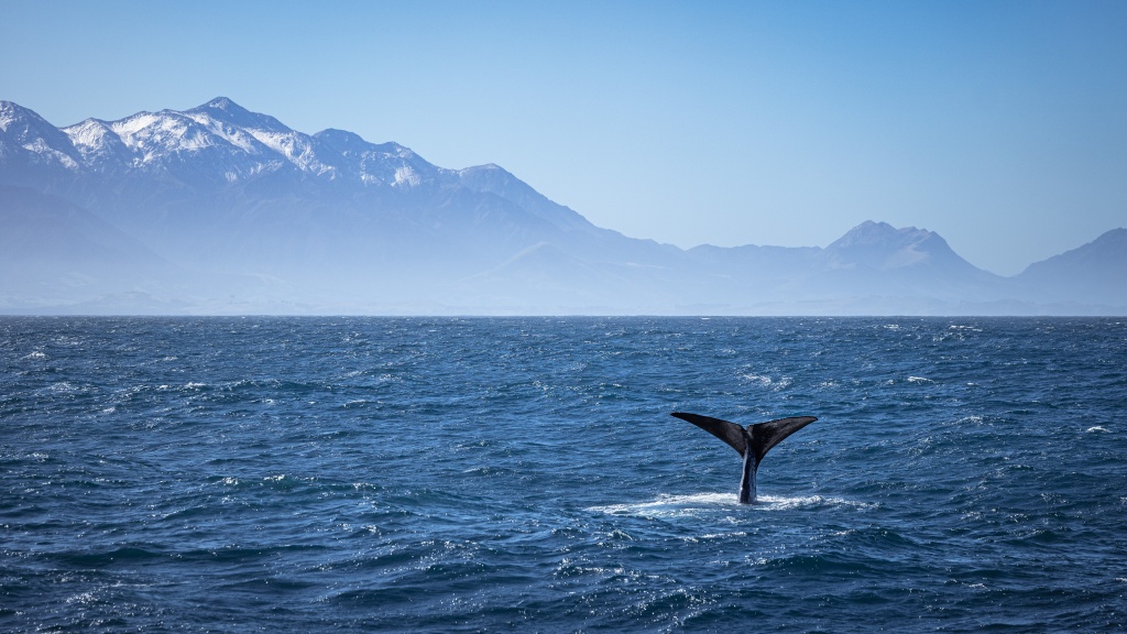 Que faire à Kaikoura : observation des baleines