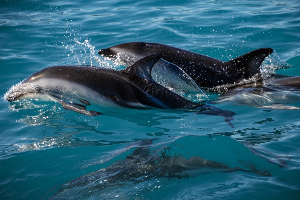 Nager avec les dauphins à Kaikoura en Nouvelle-Zélande