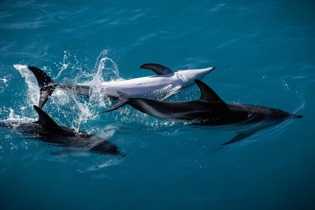 Voir les dauphins à Kaikoura en Nouvelle-Zélande