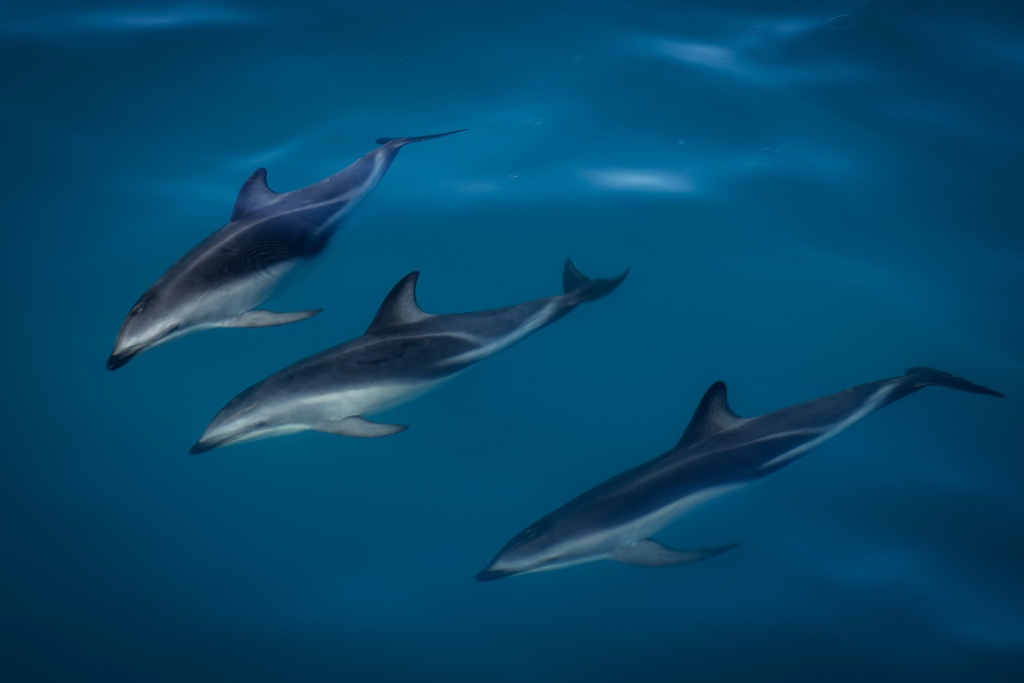 Que faire à Kaikoura : observation des dauphins