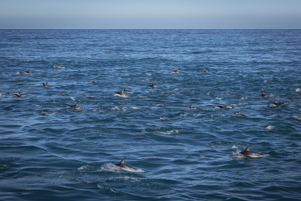 Que faire à Kaikoura : nager avec les dauphins