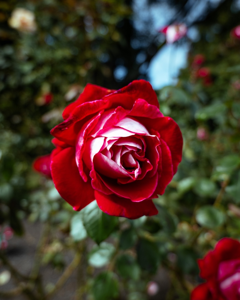 Que voir à Christchurch : se balader dans les jardins botaniques et Hagley Park