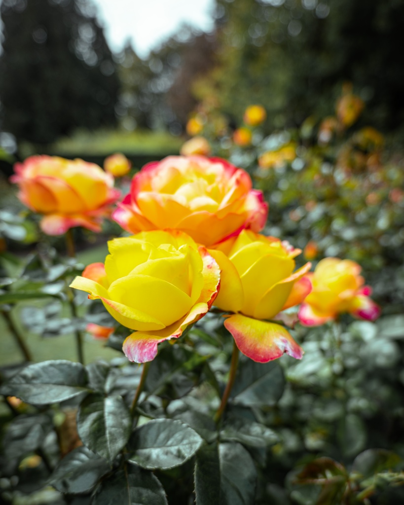 Que faire à Christchurch : se balader dans les jardins botaniques et Hagley Park