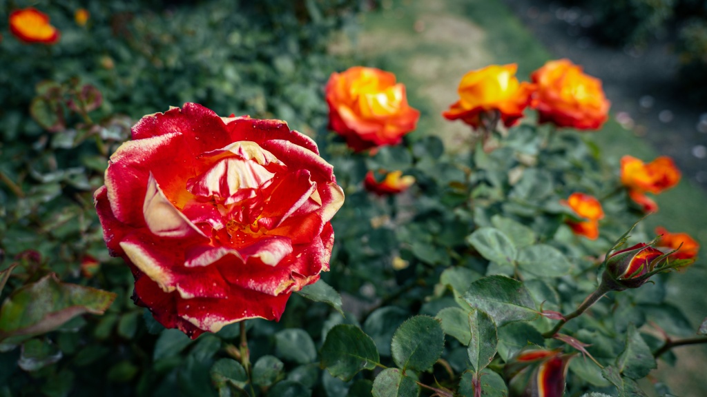 Visiter Christchurch : se balader dans les jardins botaniques et Hagley Park