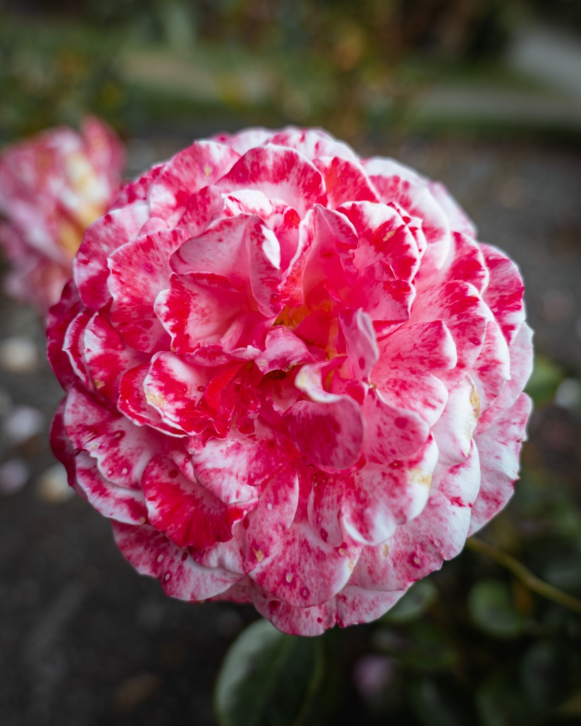 Visiter les jardins botaniques de Christchurch