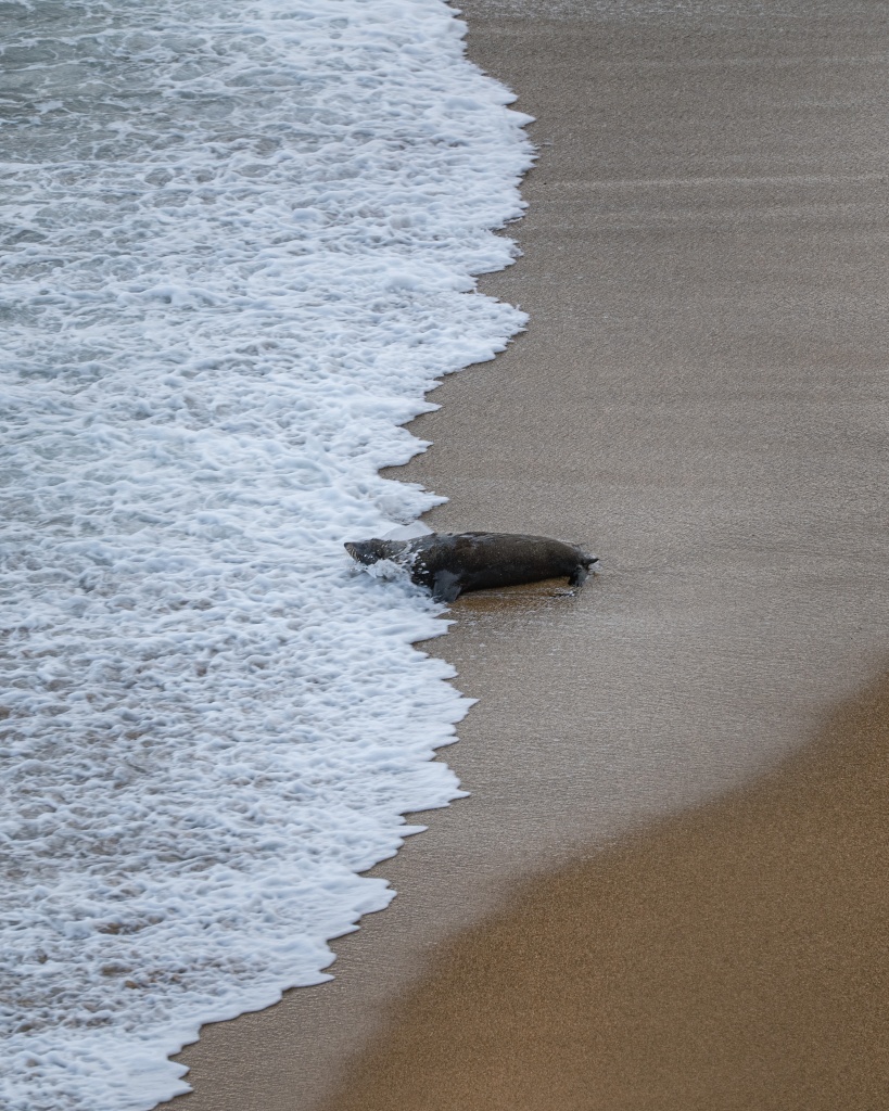 Ou voir le pingouin bleu à Oamaru : Bushy beach