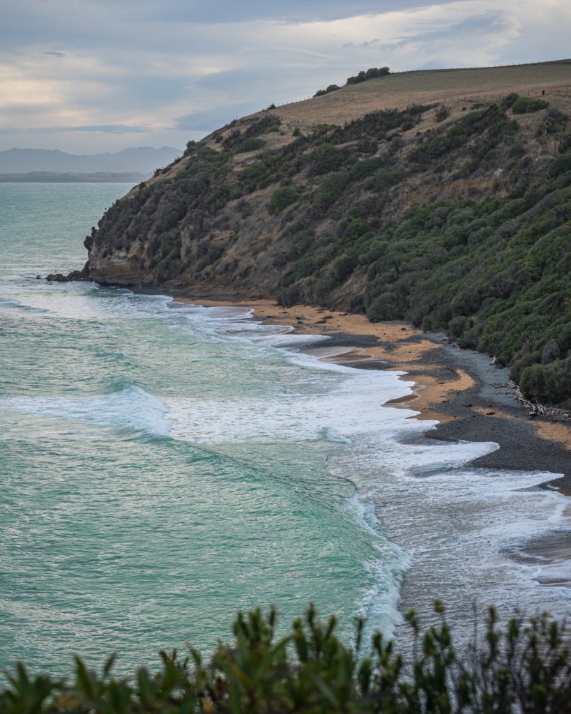 Ou observer les pingouins en Nouvelle-Zélande : Bushy beach à Oamaru