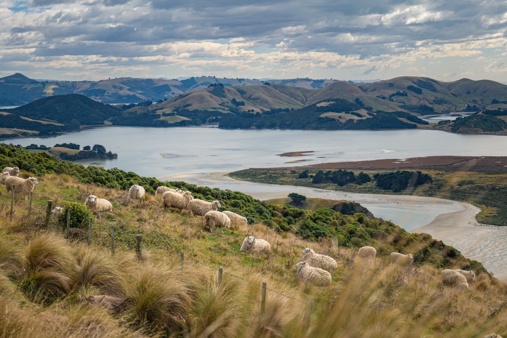 Visiter Dunedin en Nouvelle-Zélande : découvrir la péninsule d'Otago