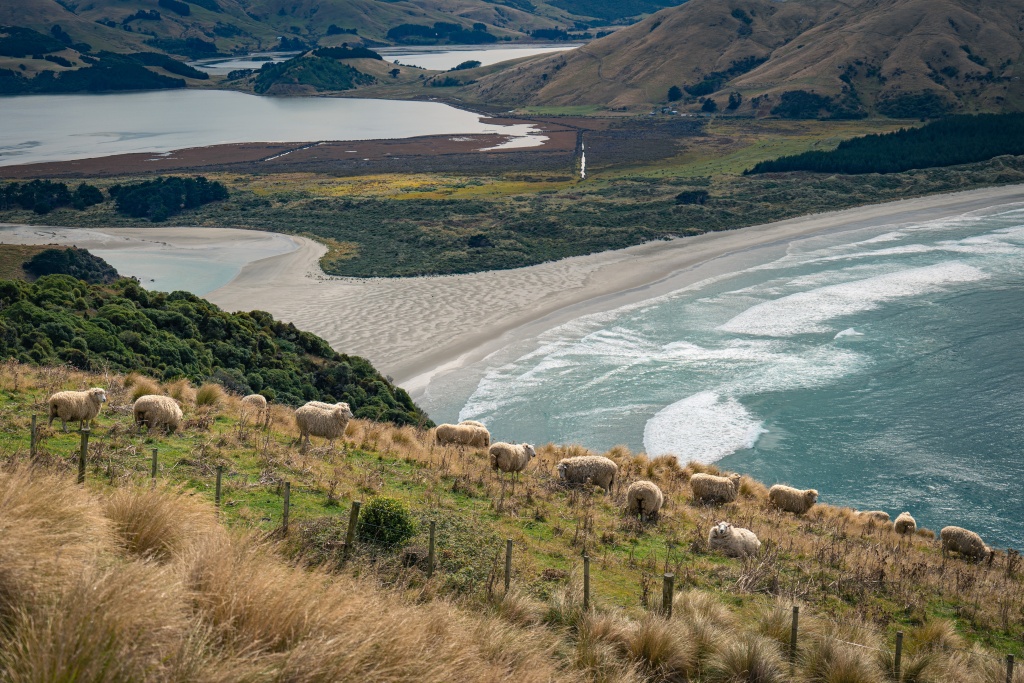 Visiter Dunedin : découvrir la péninsule d'Otago