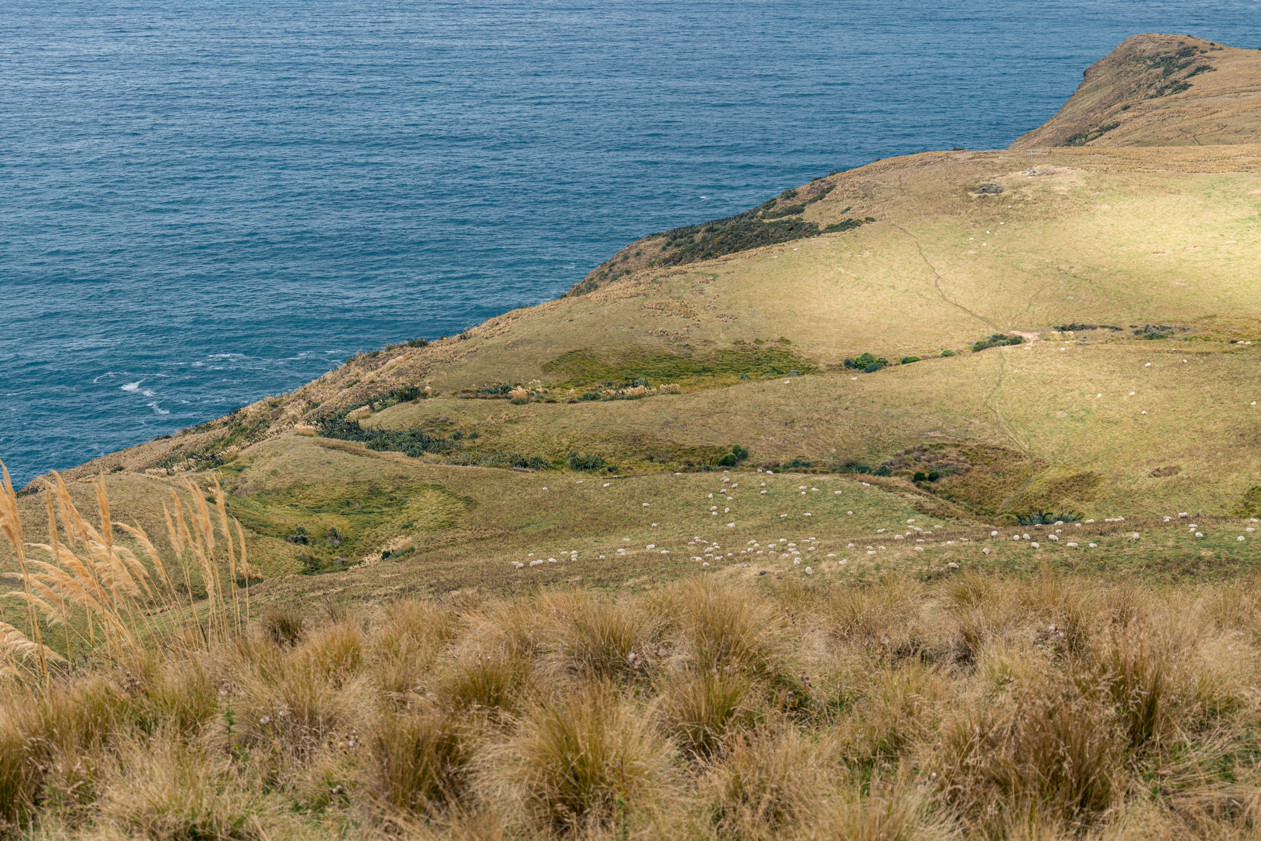 Activités à Dunedin en Nouvelle-Zélande : randonnée Lover's Leap Loop sur la péninsule d'Otago