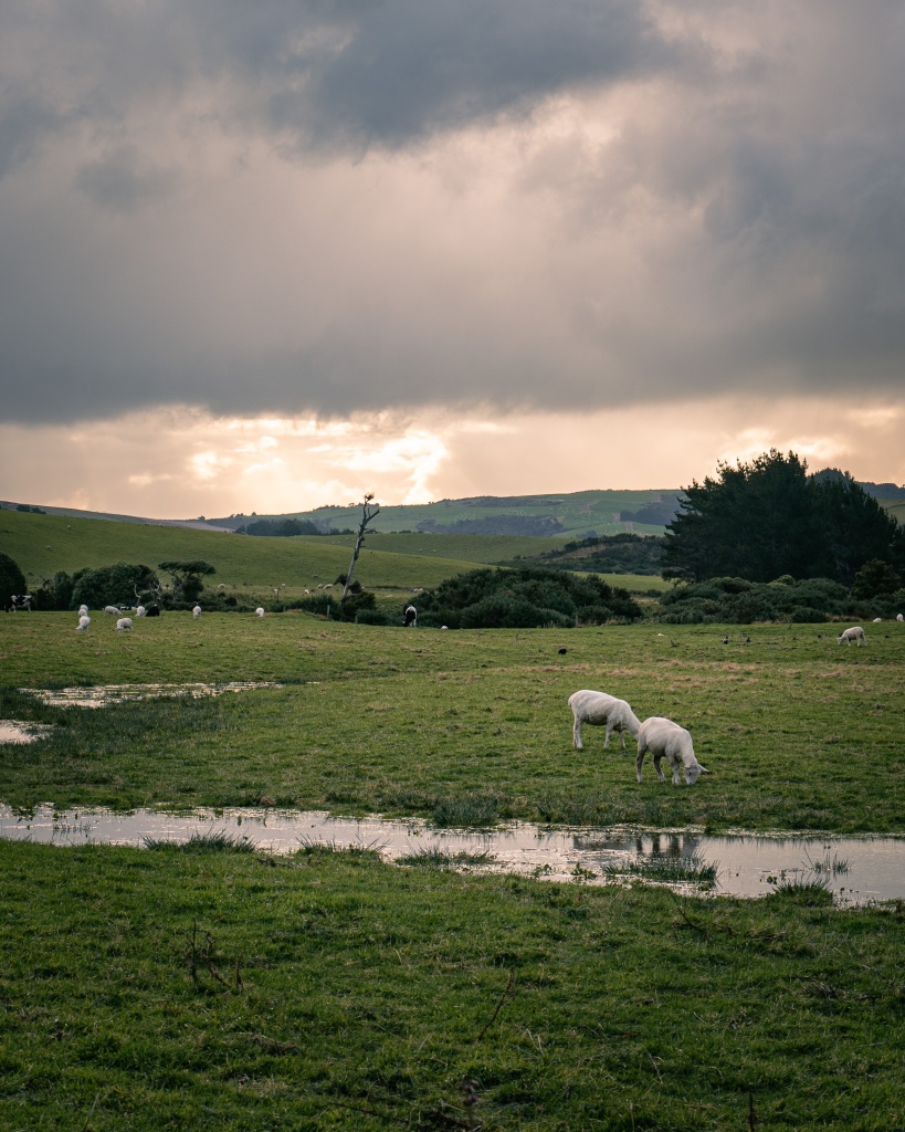 Road trip dans les Catlins en Nouvelle-Zélande : voir le phare Waipapa Point Lighthouse