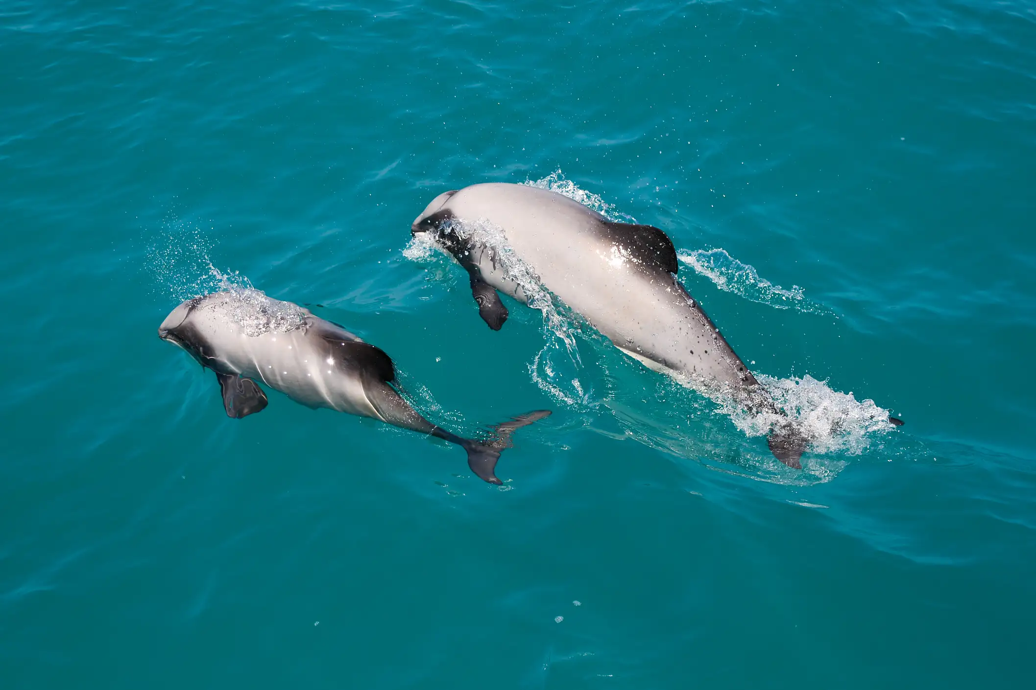 Que faire à Akaroa : observer les dauphins