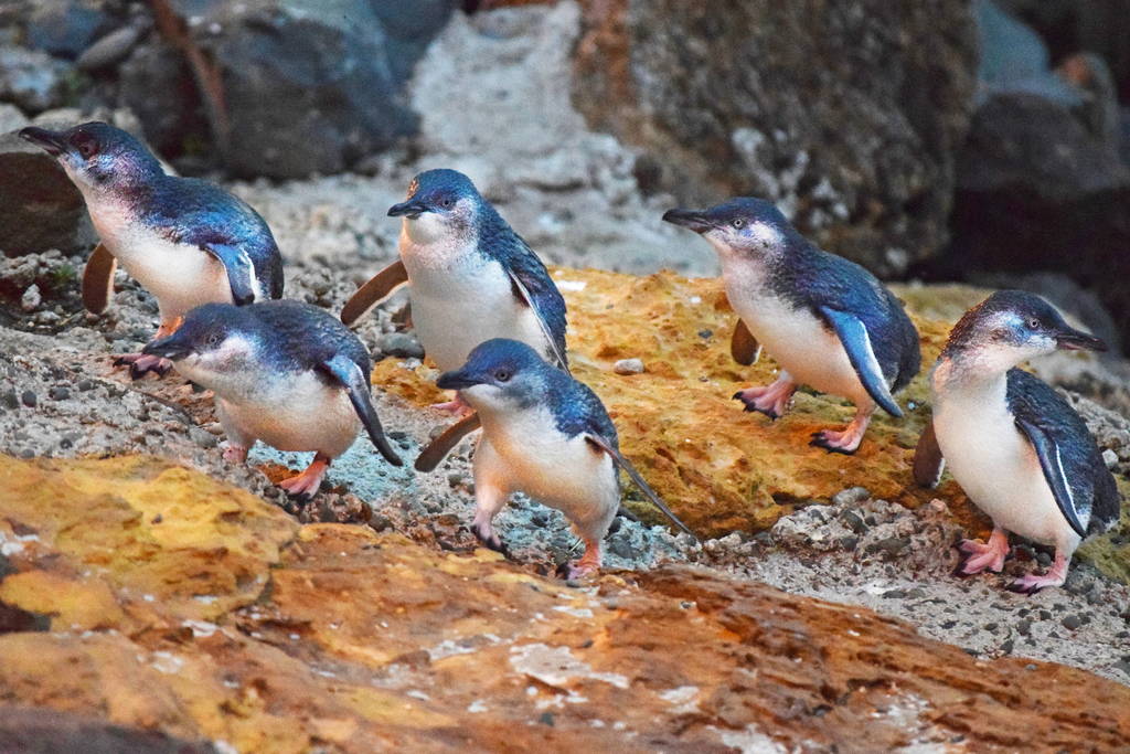 Que faire à Oamaru en Nouvelle-Zélande voir la colonie de pingouins d’Oamaru
