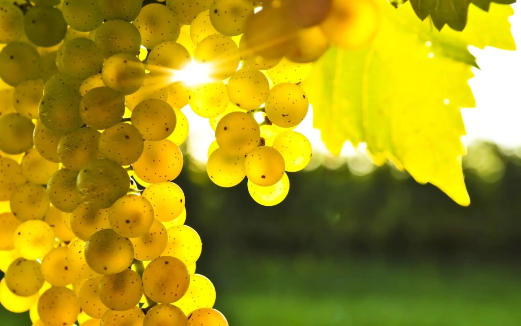 Visiter les vignobles des Marlborough Sounds en Nouvelle-Zélande