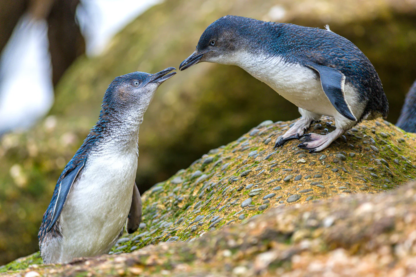 Voir la colonie de pingouins à Oamaru en Nouvelle-Zélande