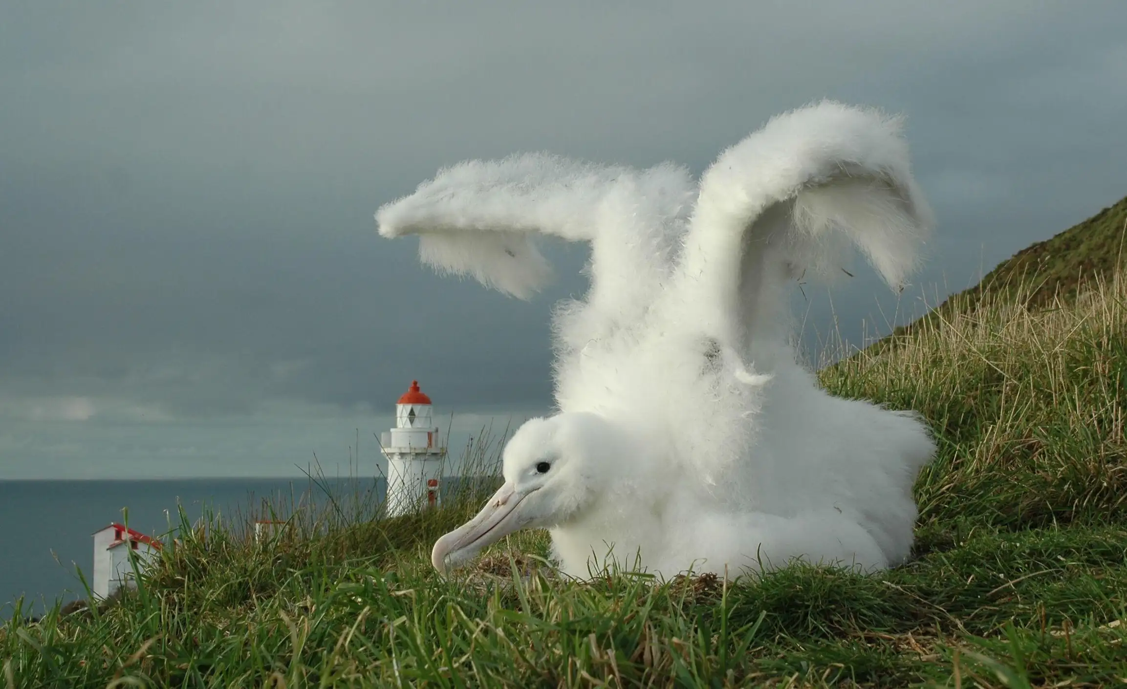 Voir les albatros à Dunedin en Nouvelle-Zélande