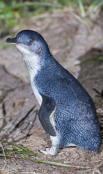 Voir le pingouin bleu à Oamaru en Nouvelle-Zélande
