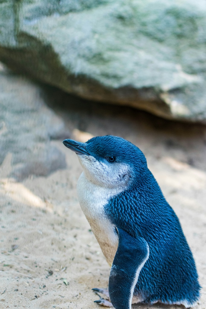 Voir la colonie de pingouins bleus d'Oamaru