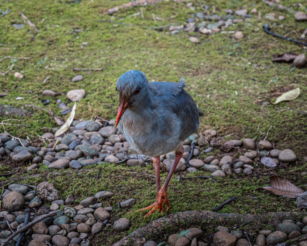 Que faire au parc de la Rivière Bleue : voir un Cagou