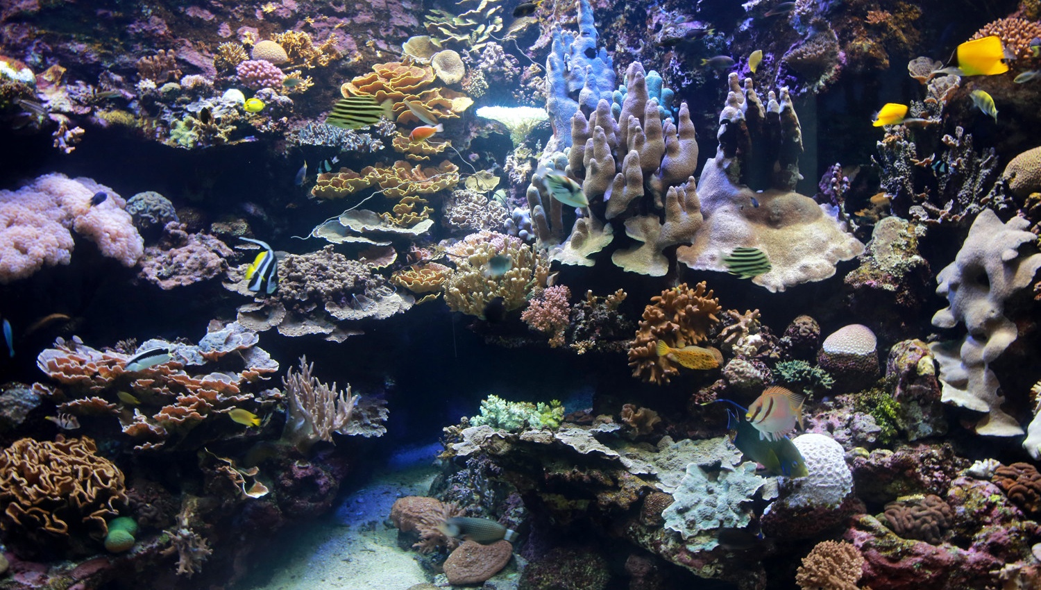 Visiter l'aquarium de Nouméa en Nouvelle-Calédonie