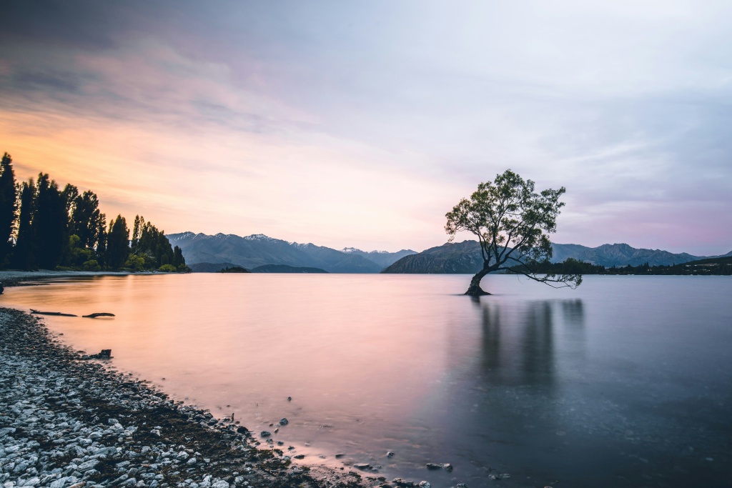 Voir le Wanaka tree sur le lac Wanaka
