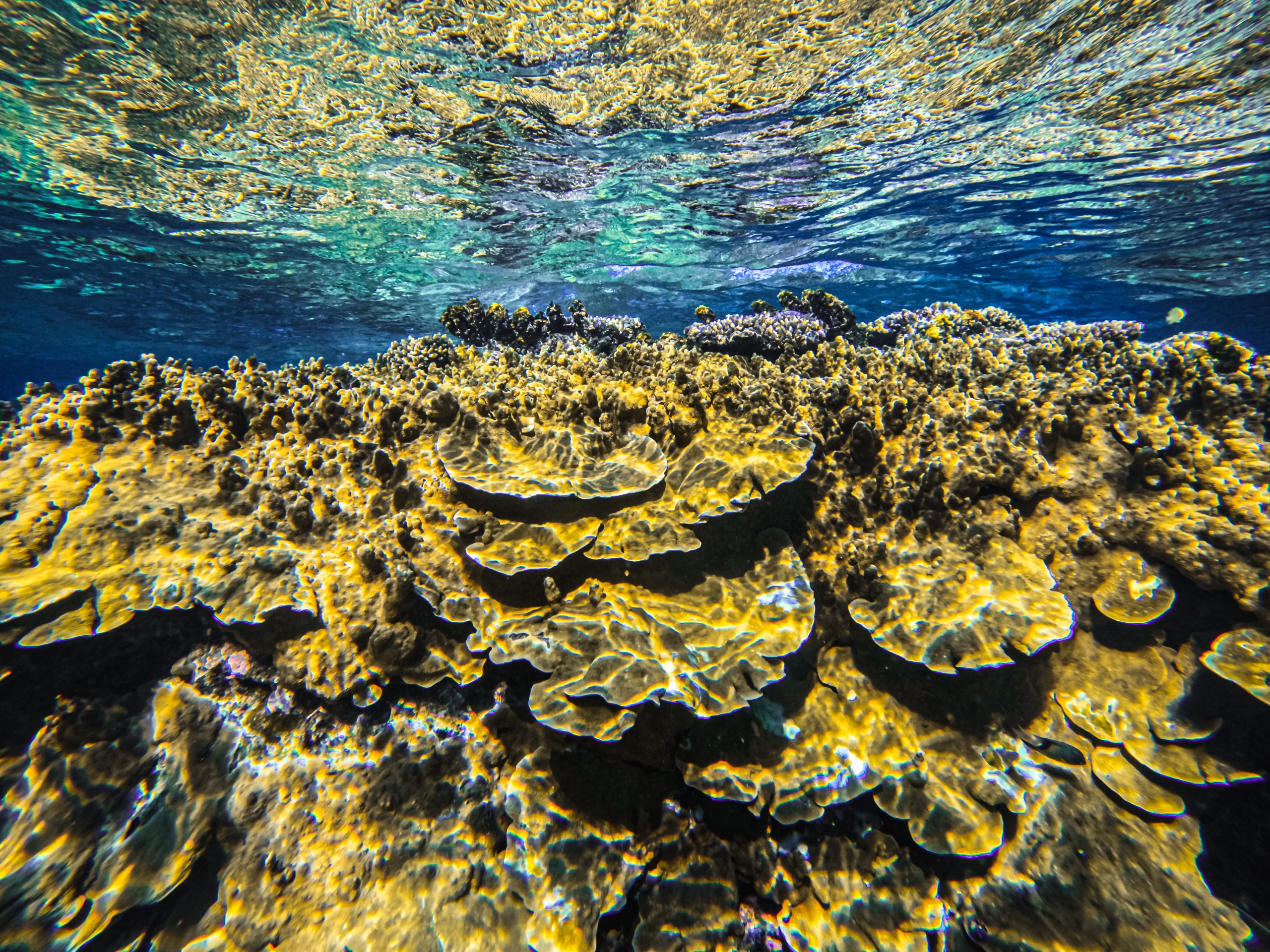 Que faire à Lifou : plonger dans l'aquarium naturel de la baie de Jinek