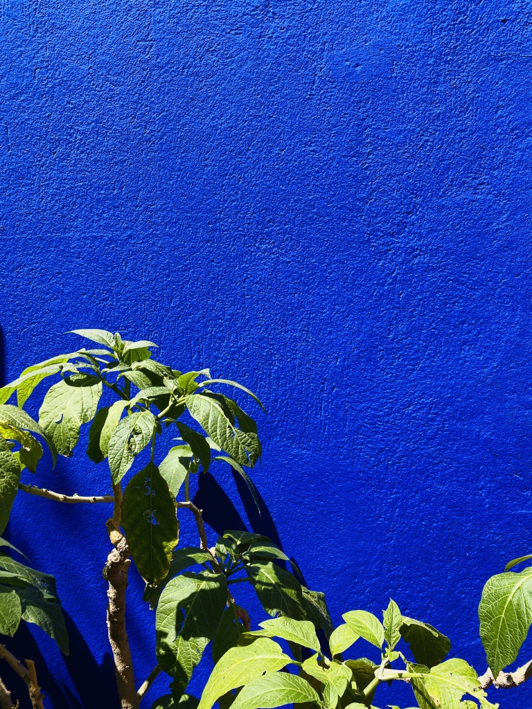 Que faire à Marrakech : visiter les jardins Majorelle
